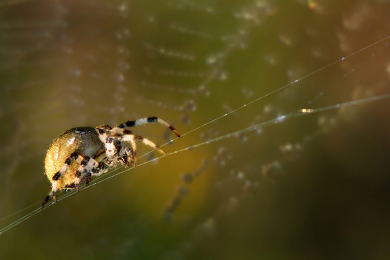 Orb Weaving Spider