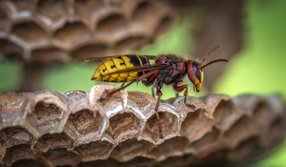 Paper Wasp on nest