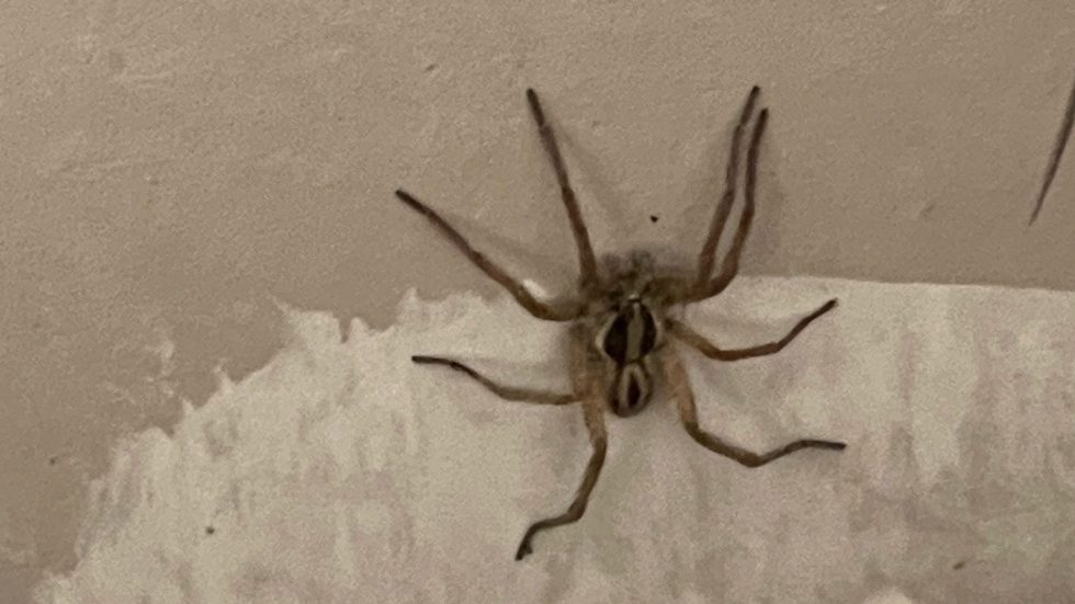 Wolf Spider on Wall