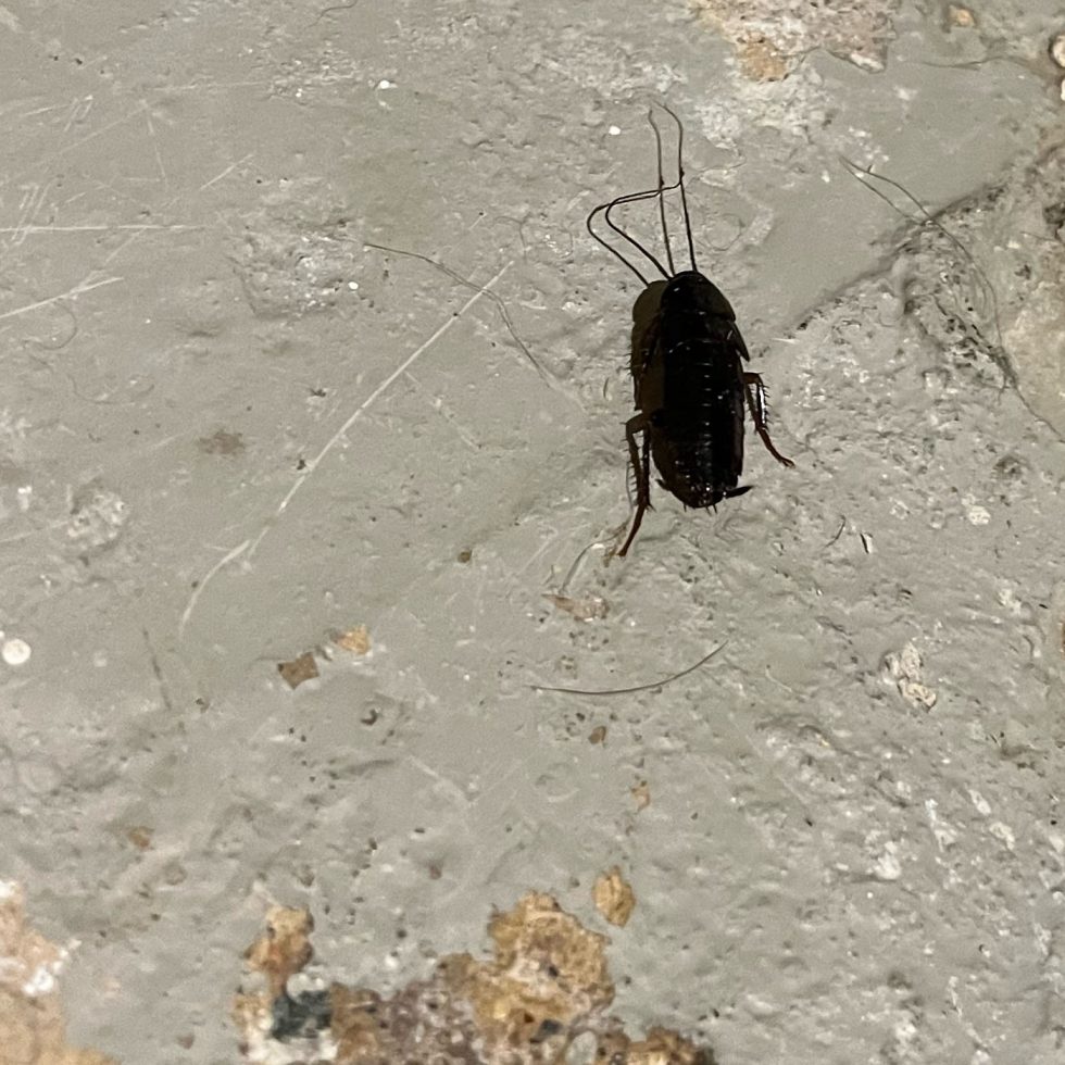 Cockroach on sidewalk in Salt Lake City