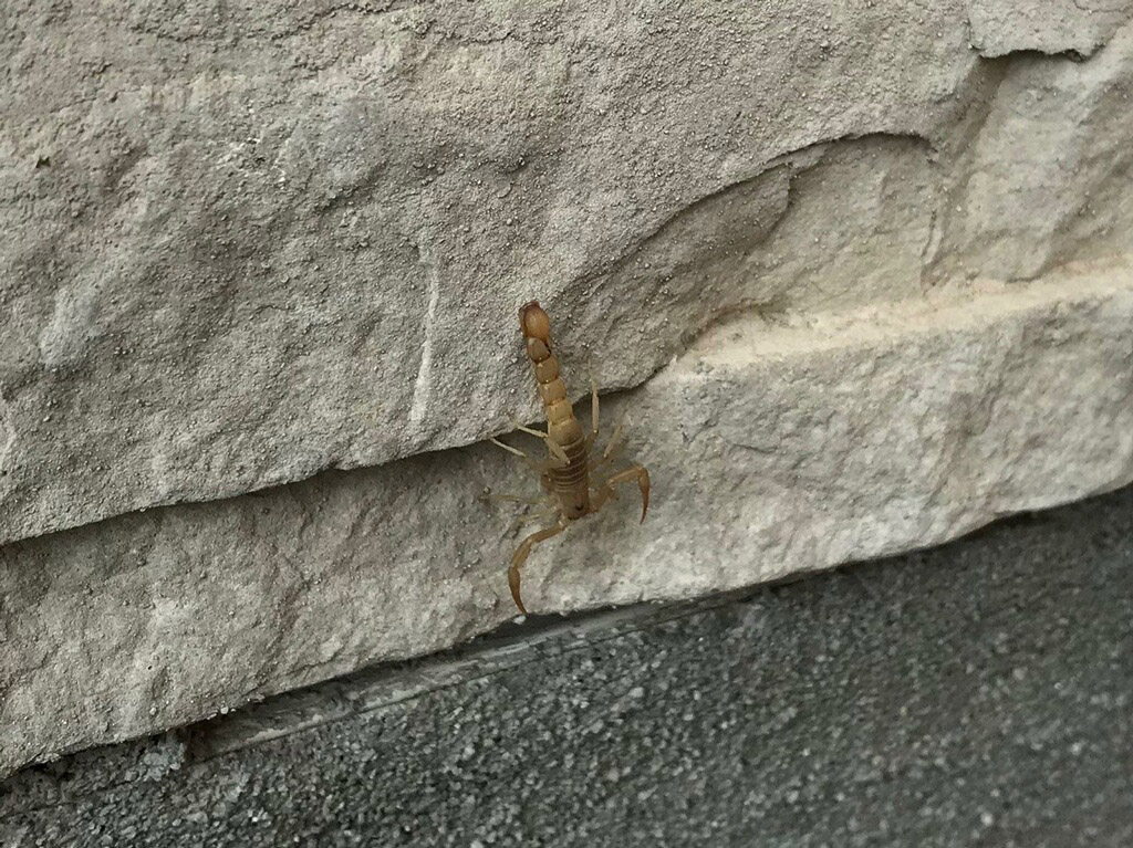 Scorpion on a Wall Eagle Mountain Utah