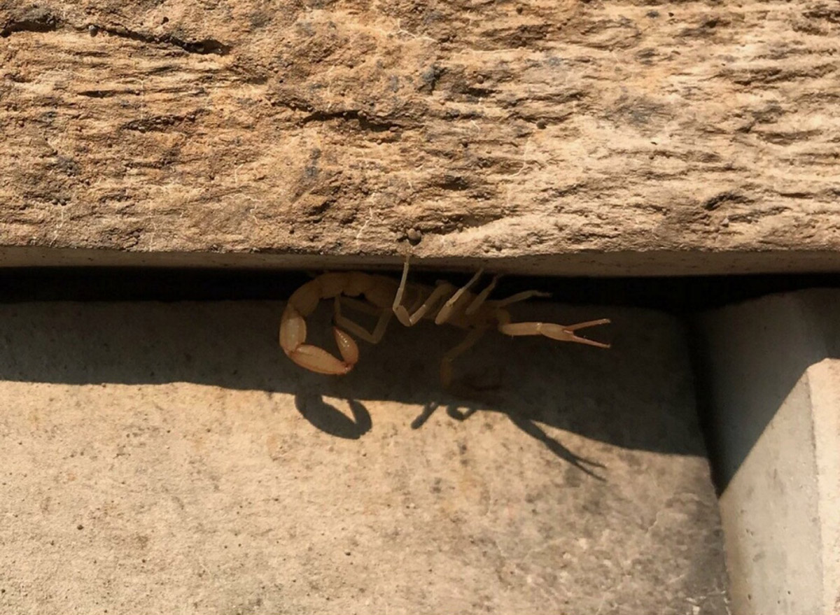 Scorpion on a Wall