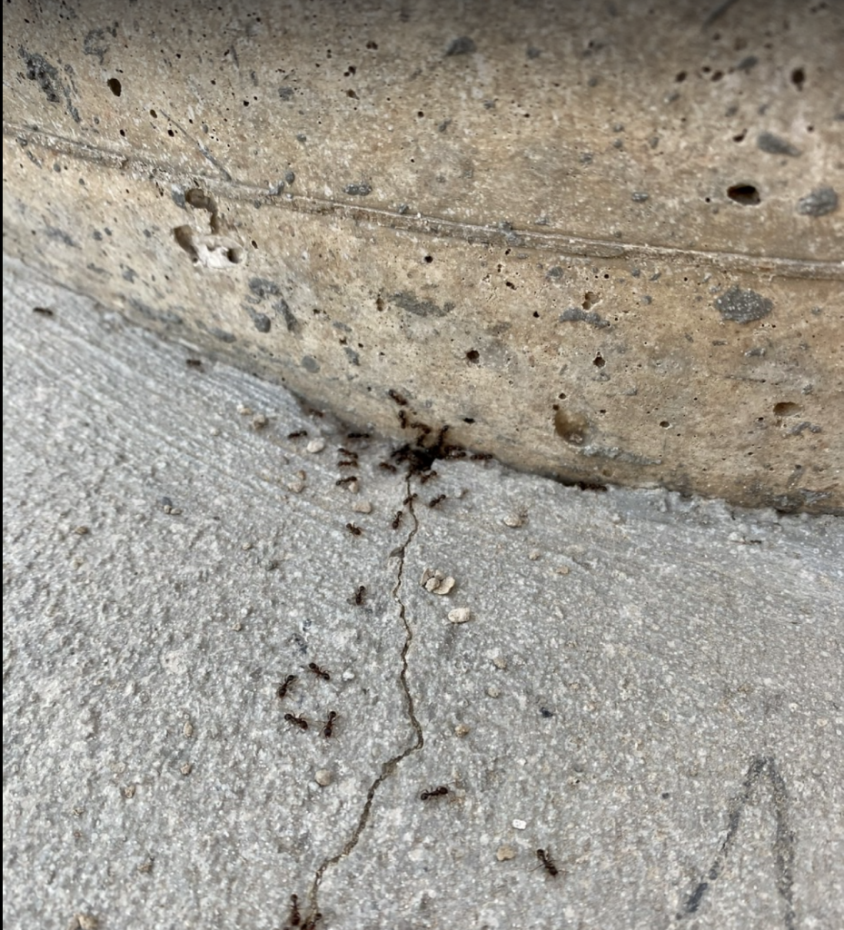 Ant infestation outside a home