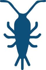 Icon of a Silverfish