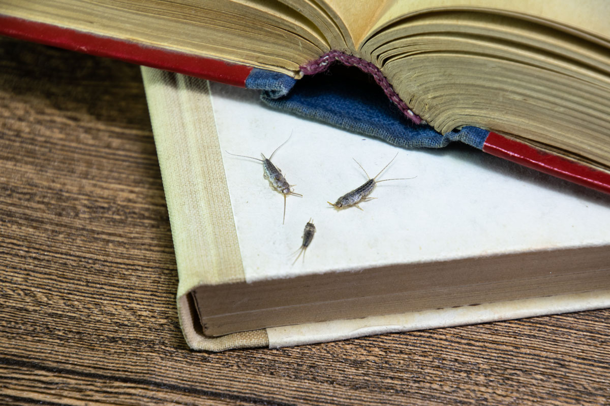 Silverfish on a Book