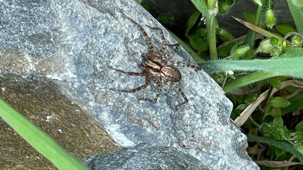 Spider on a Rock