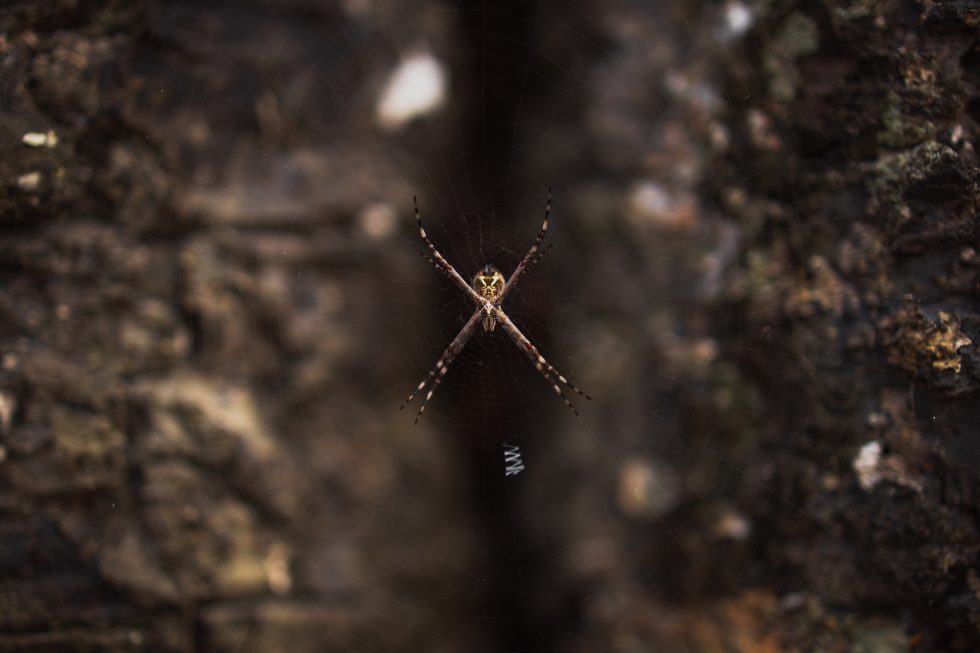 Utah Crab Spider