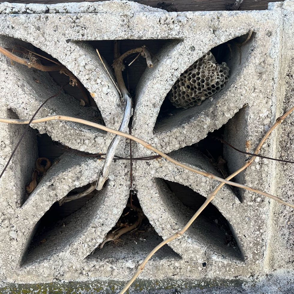 Wasp Nest Midvale