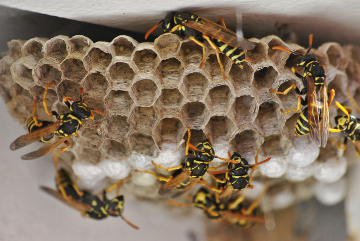 Wasps on Nest