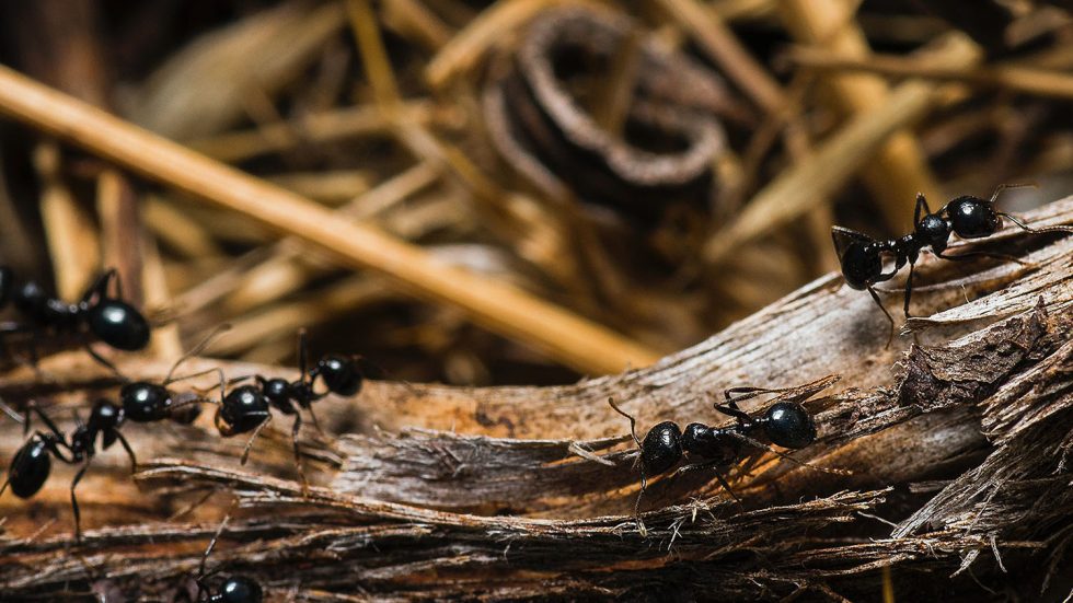 black ant infestation