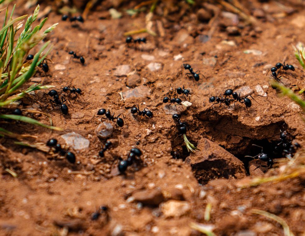 ants in the dirt