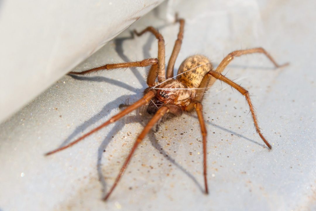 Are Hobo Spiders Dangerous? Valuable Facts to Know about Utah’s Hobo Spider