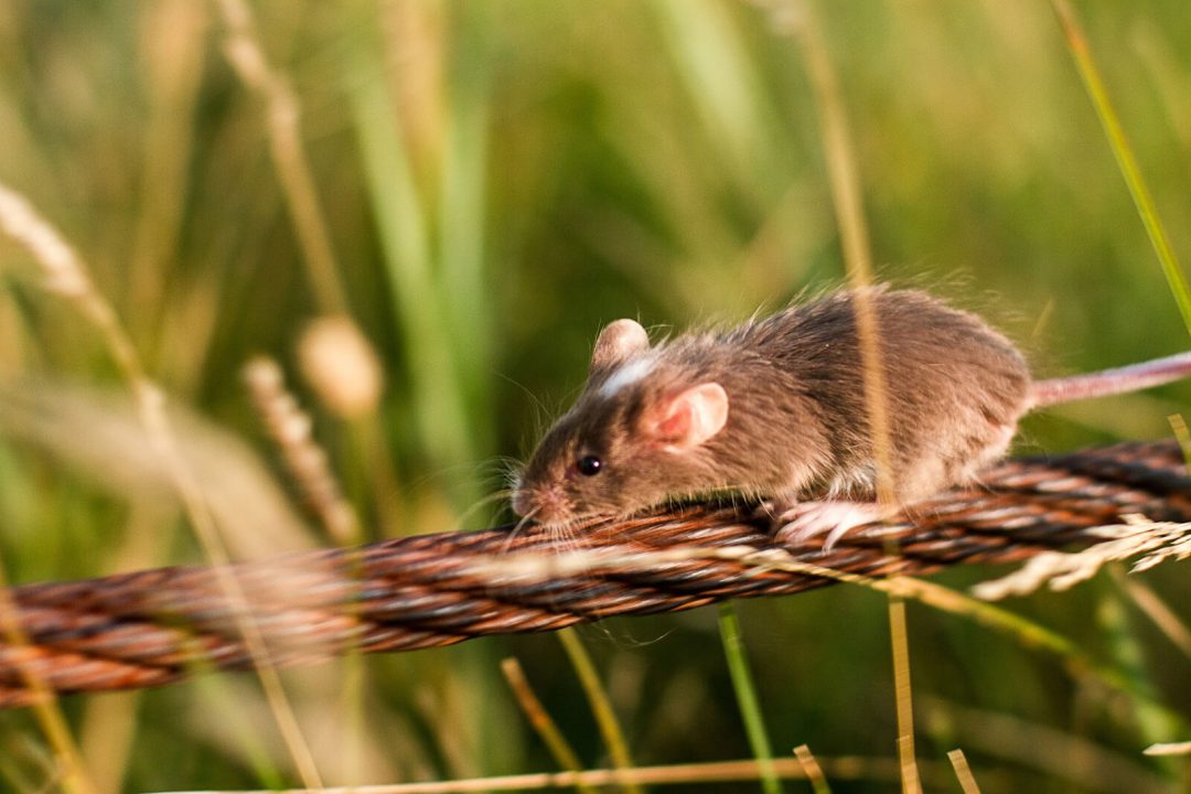 How to Keep Rats & Mice Away from Your Home This Autumn