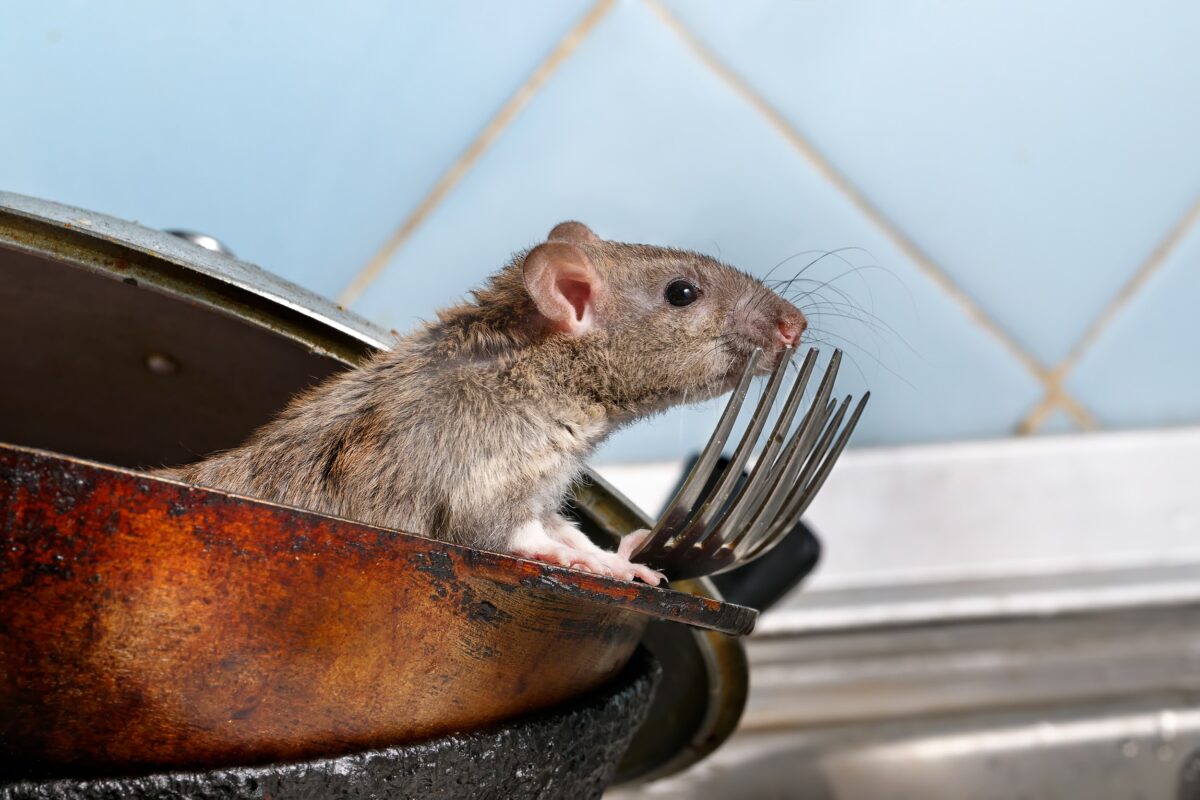 rodent in the kitchen