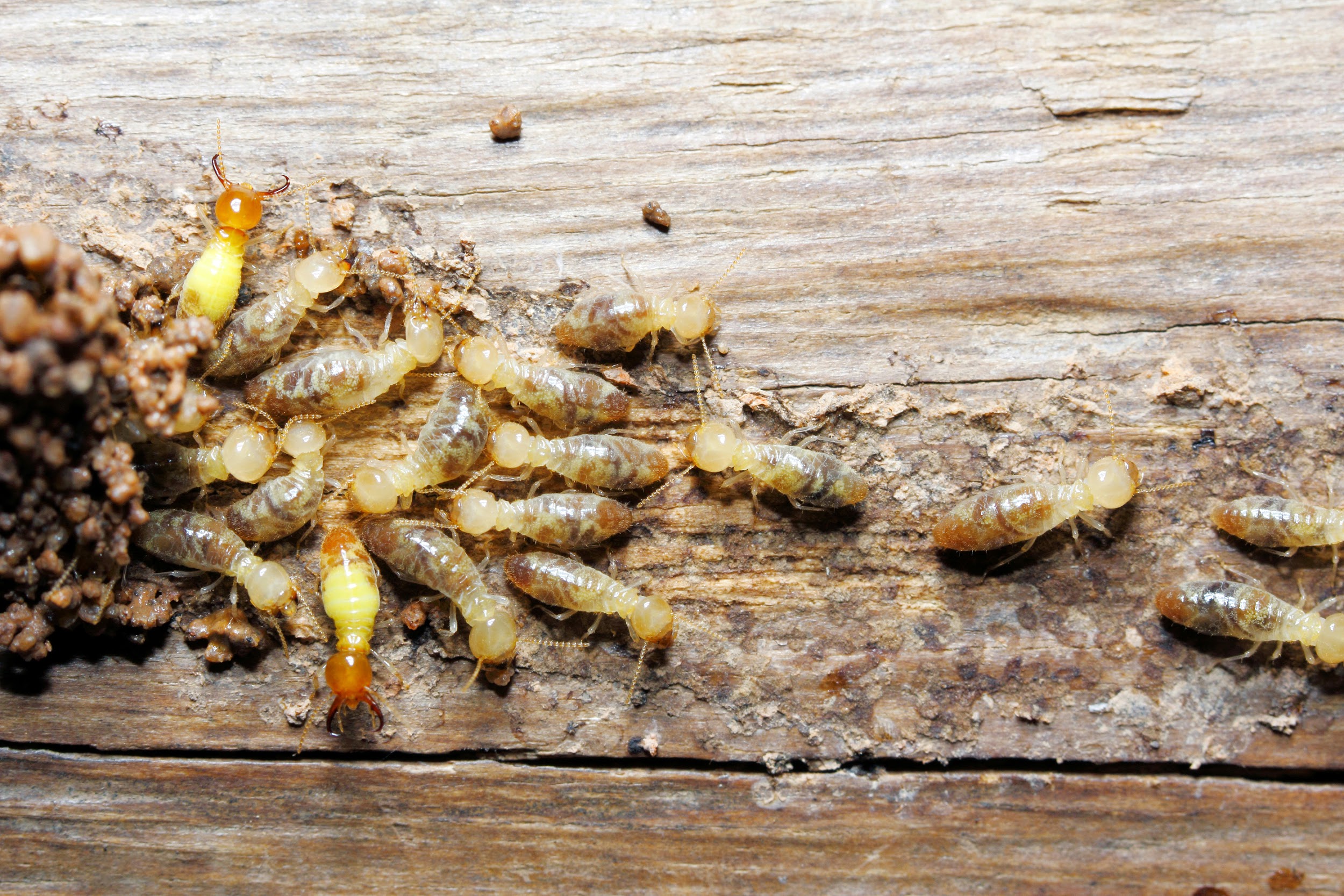 Termites