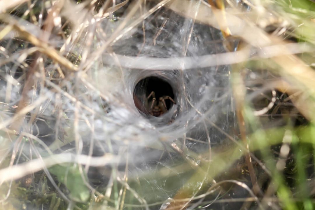 Hobo Spider climb