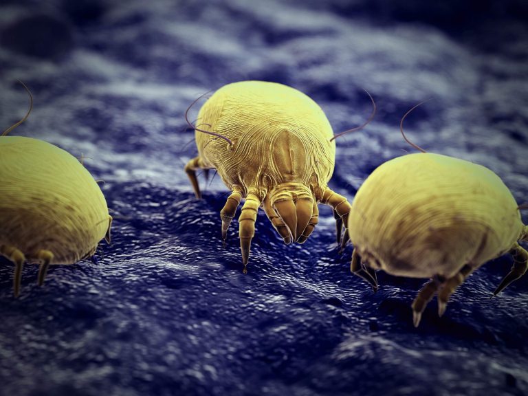 Dust Mites