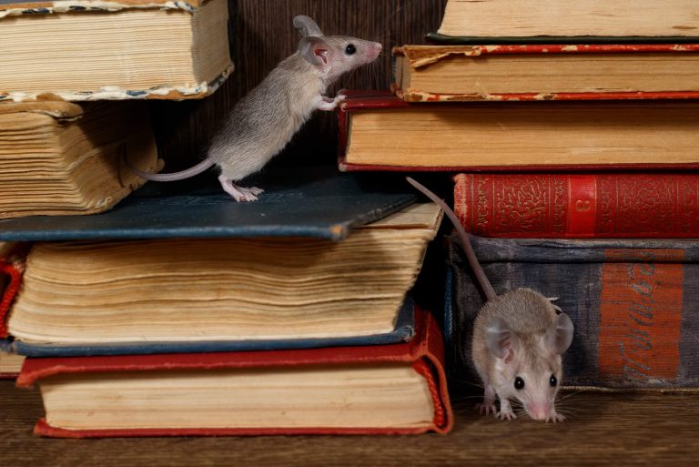 mice on books