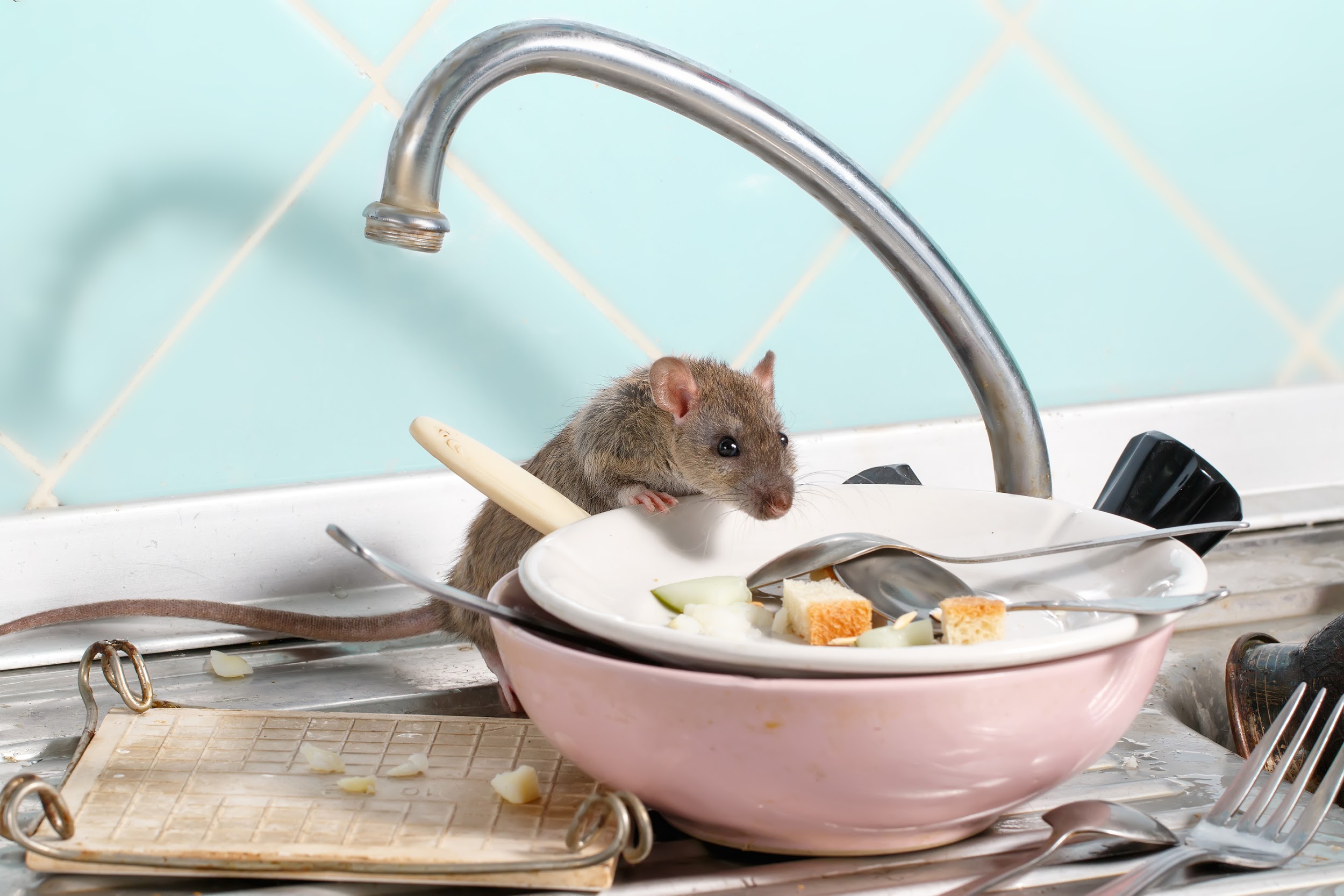 mouse at food