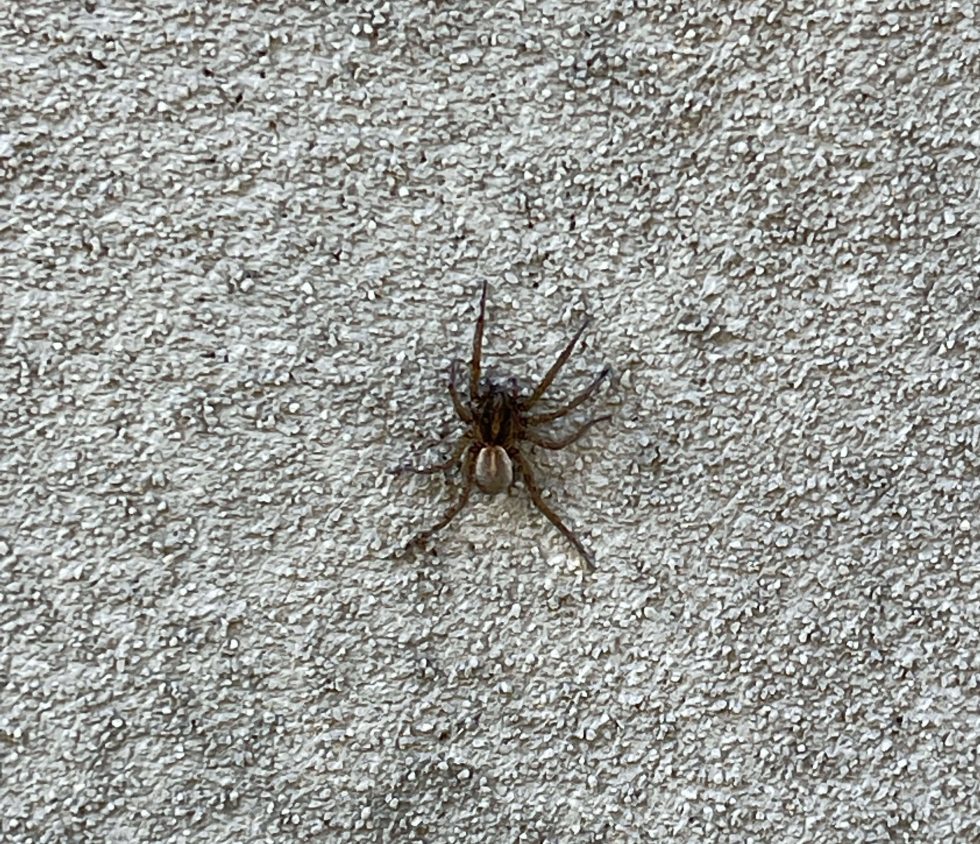 Spider on Wall in Eagle Mountain