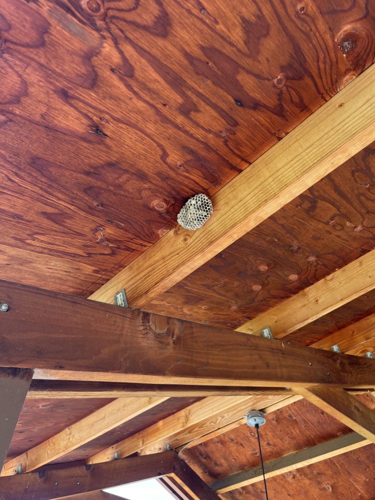 hornets nest in rafters
