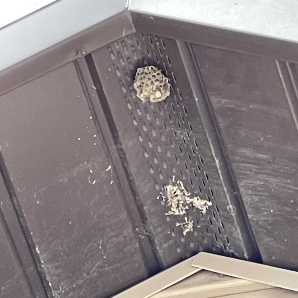 wasp nest on soffits of house in provo