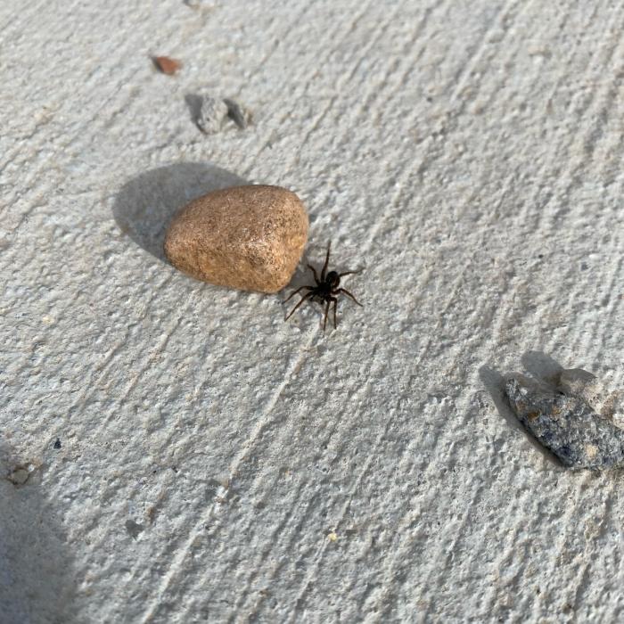 spider on the sidewalk by some rocks in saratoga springs