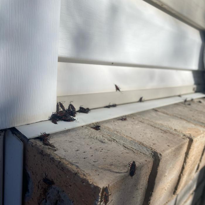 Box Elder Bugs on side of house in Tooele