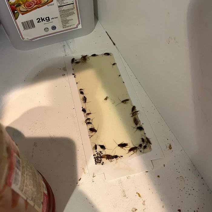 Roaches on trap in west valley city