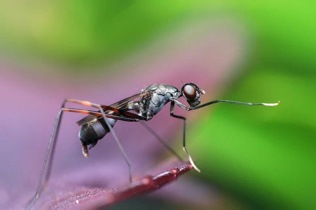 close up of flying ant