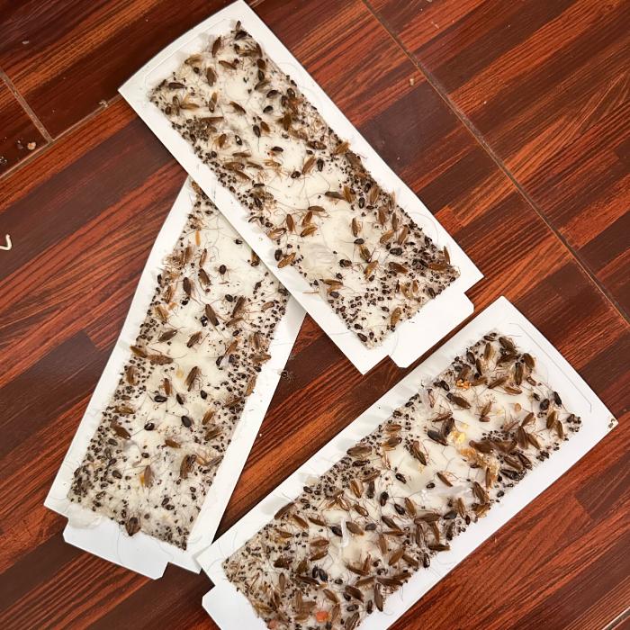 3 traps full of cockroaches