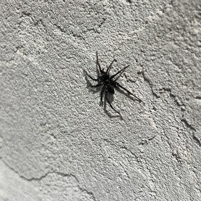 Spider on Wall