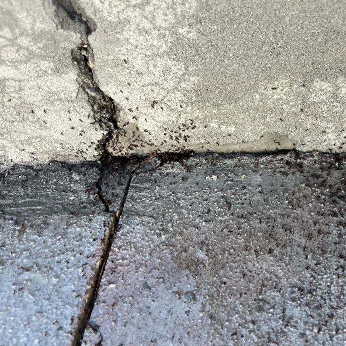 Ants in cracks of house in Lehi