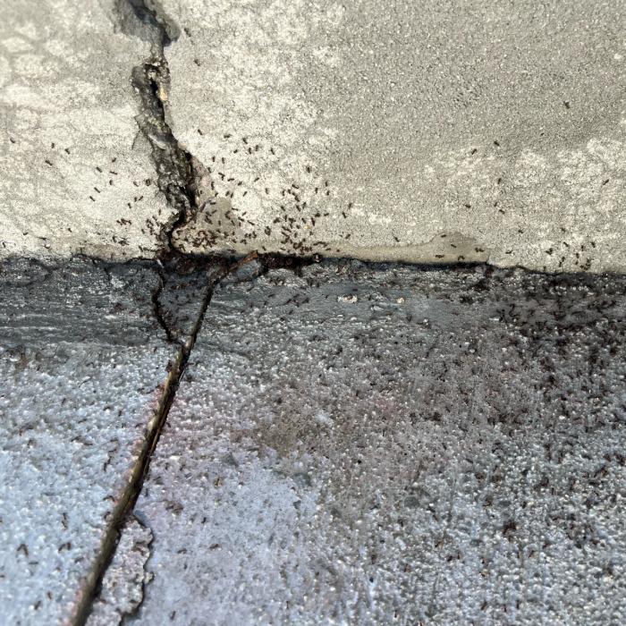 Ants on house and sidewalk