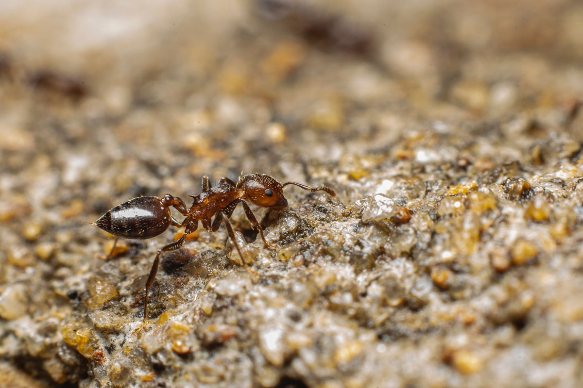 Close up of ant