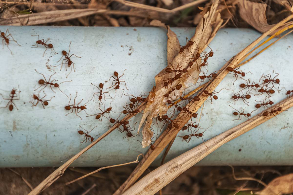 ants climbing on a pipe