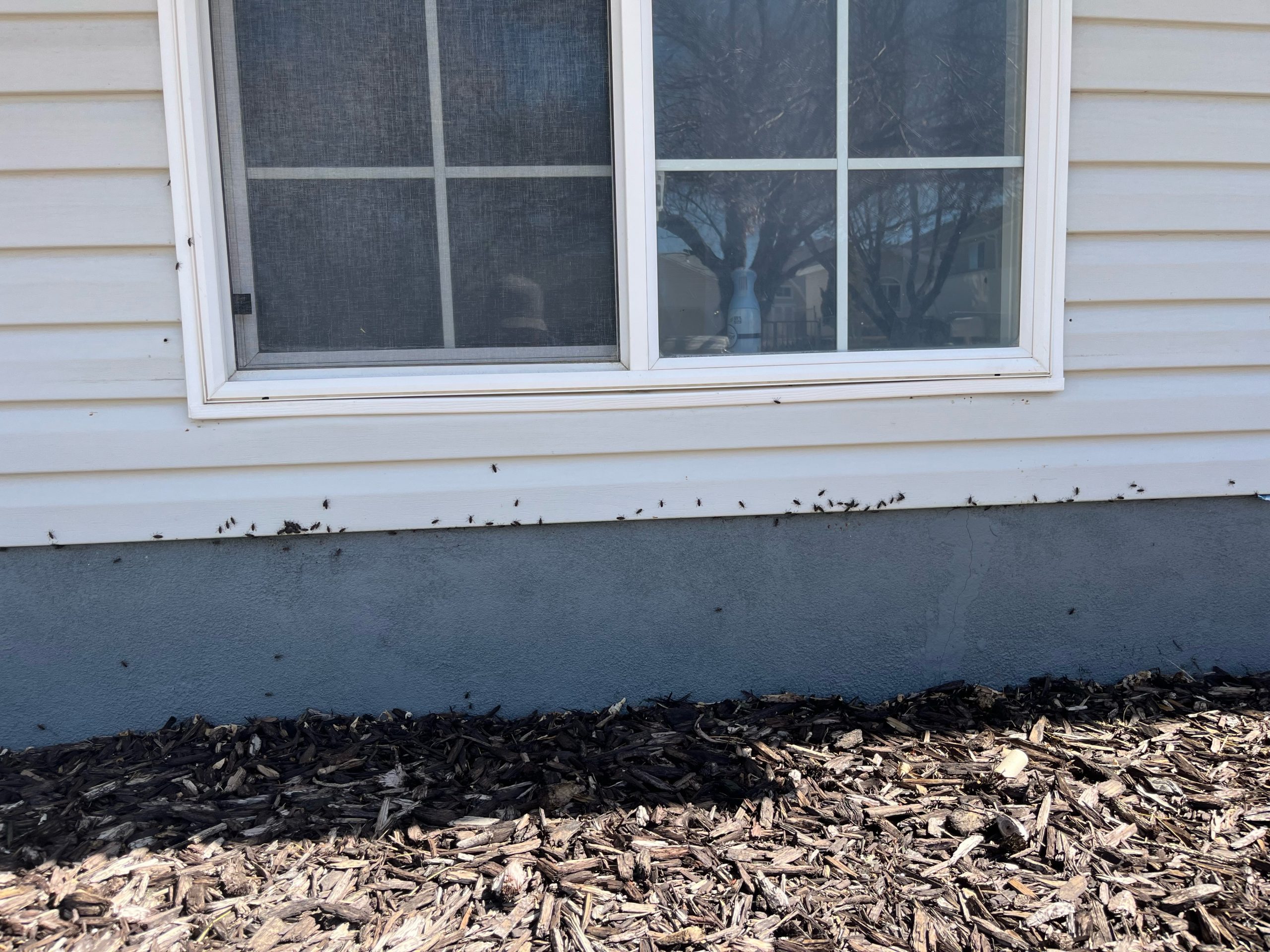 box elder bugs on house in tooele