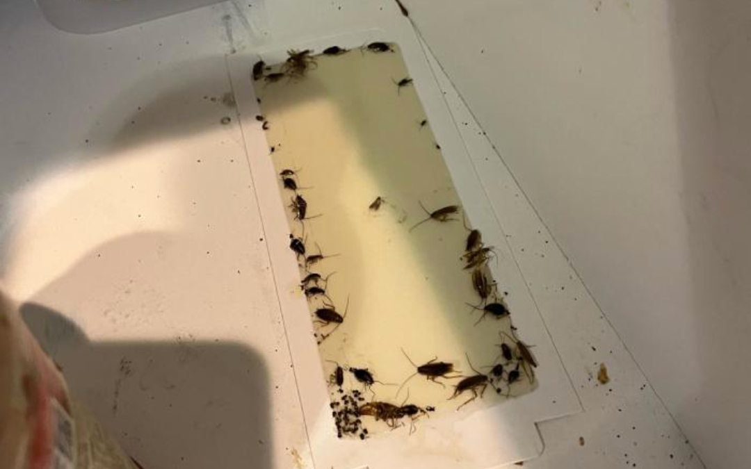 Cockroaches on trap