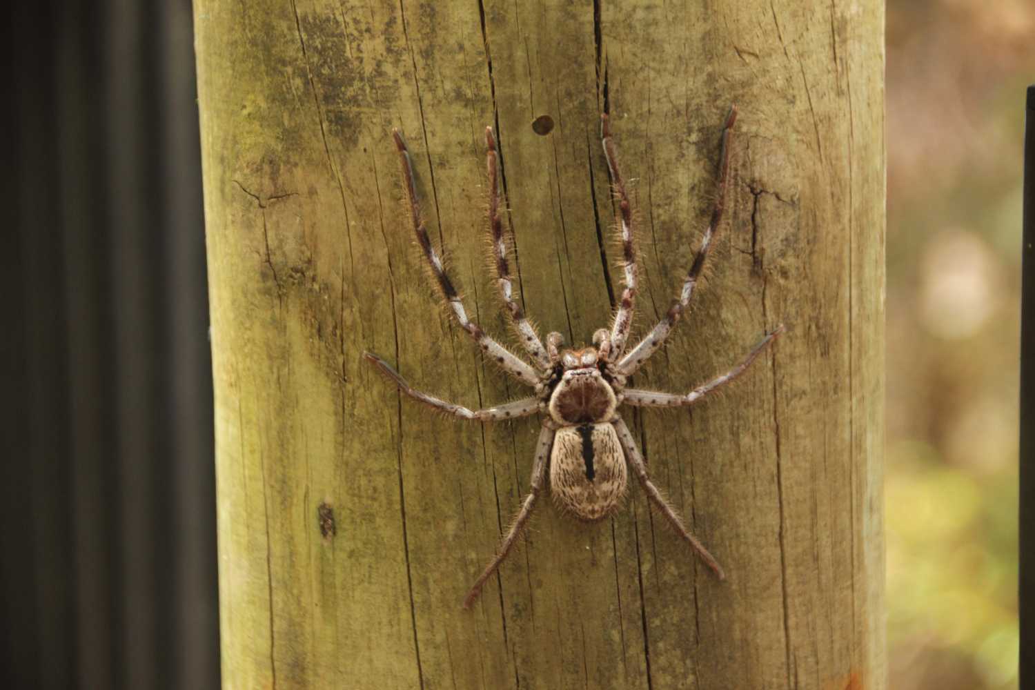 Spider on Wooden Post