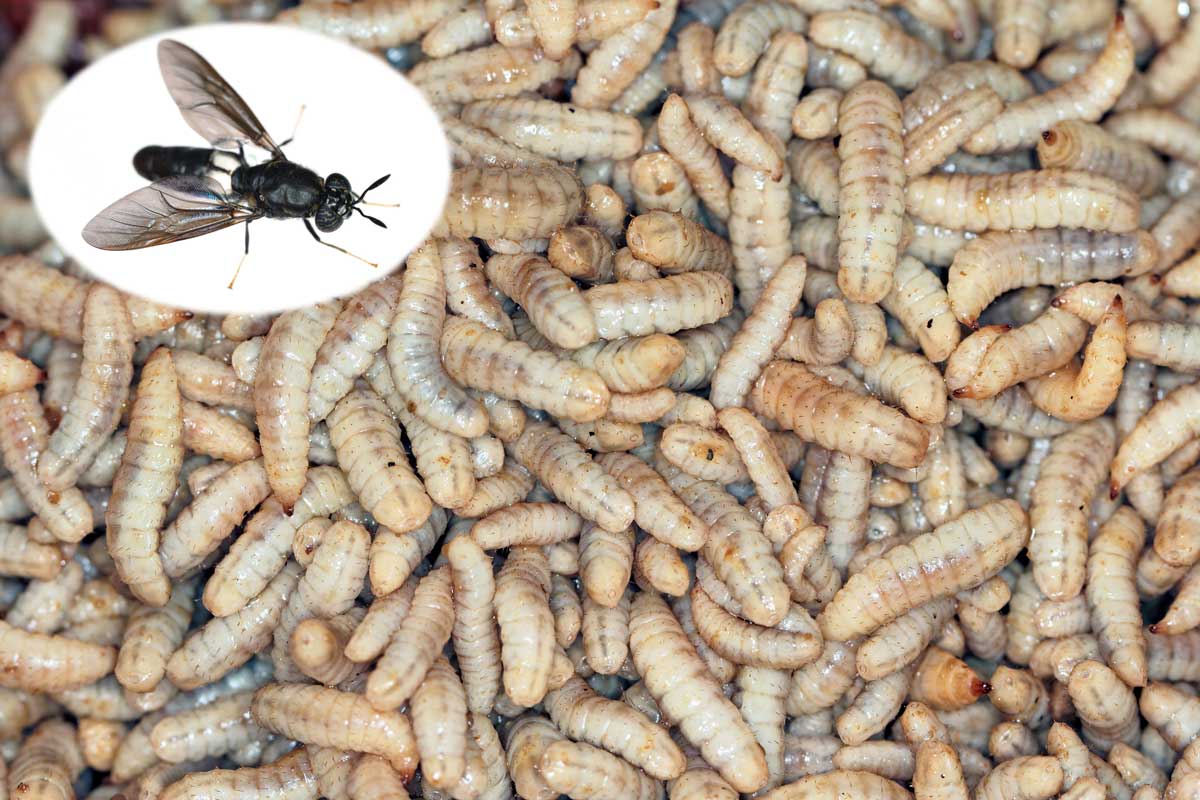 Maggot Larva Turns Into Flies