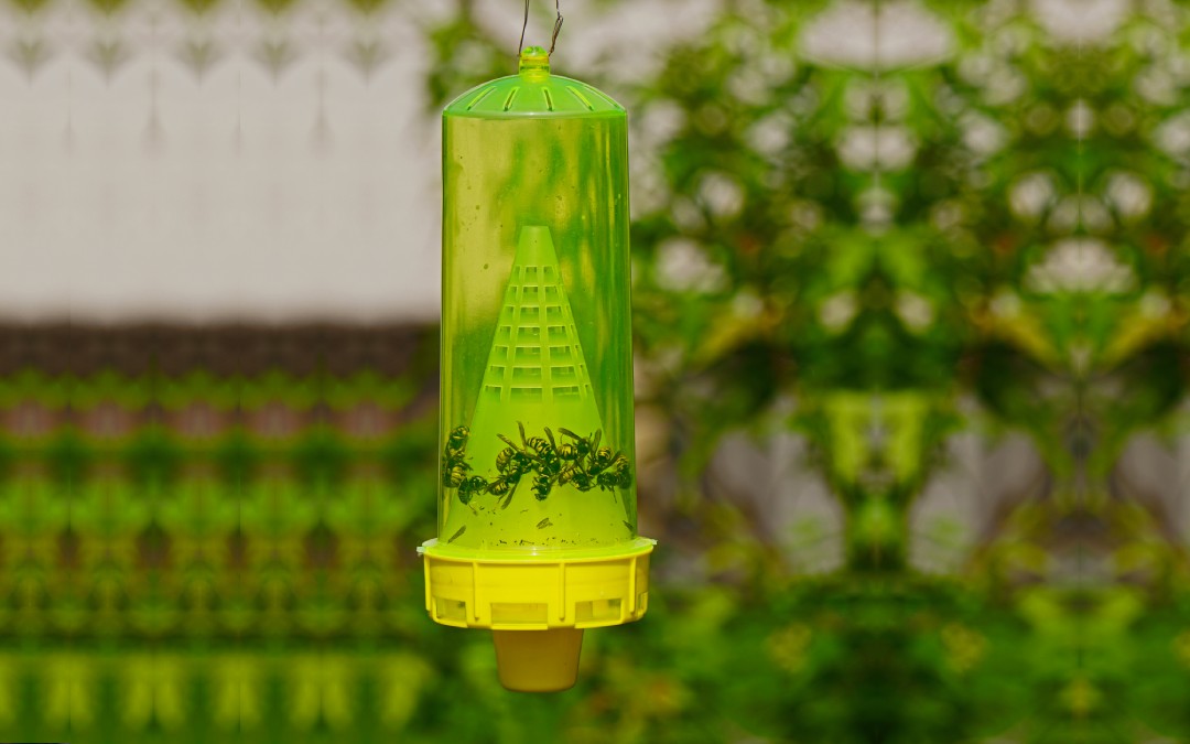 Types of Wasp Traps