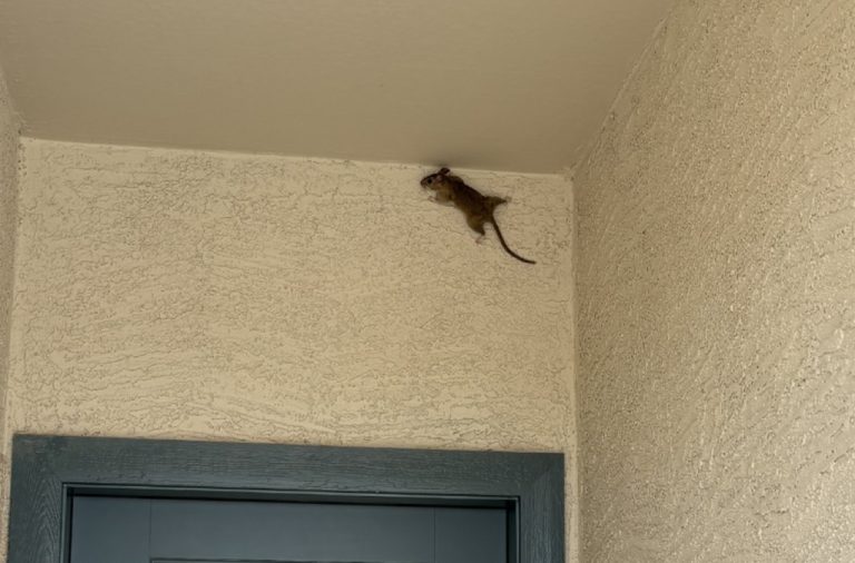 Can Mice Climb Walls? Don't Let Them Invade Your Home!