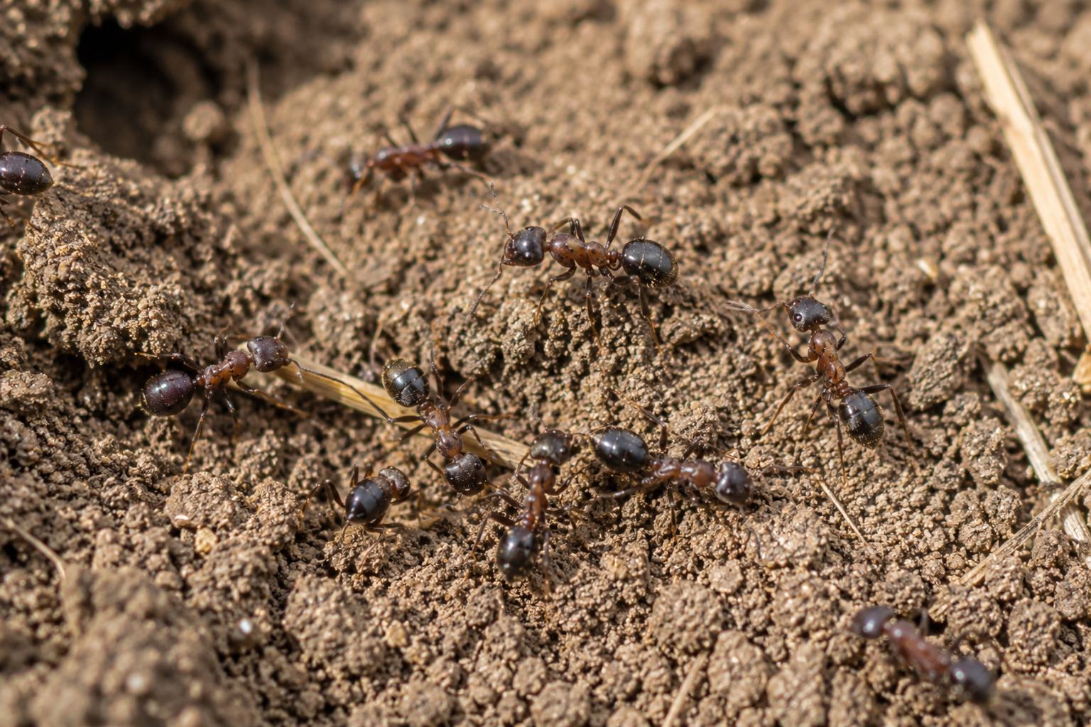 Field Ants