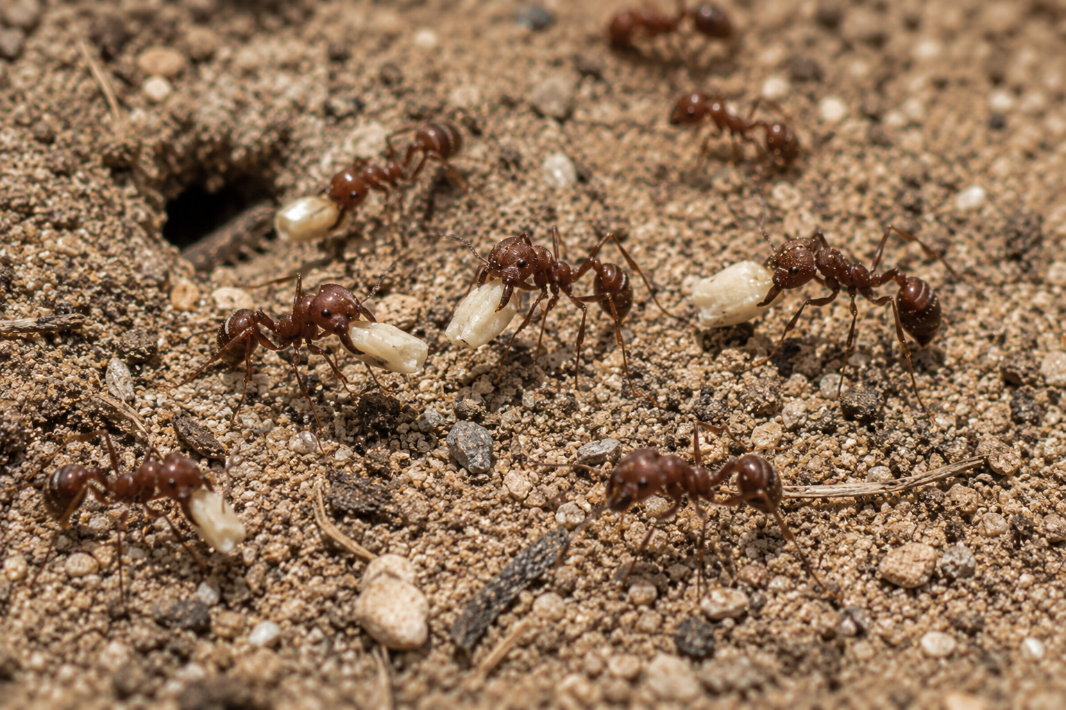 Harvester Ants