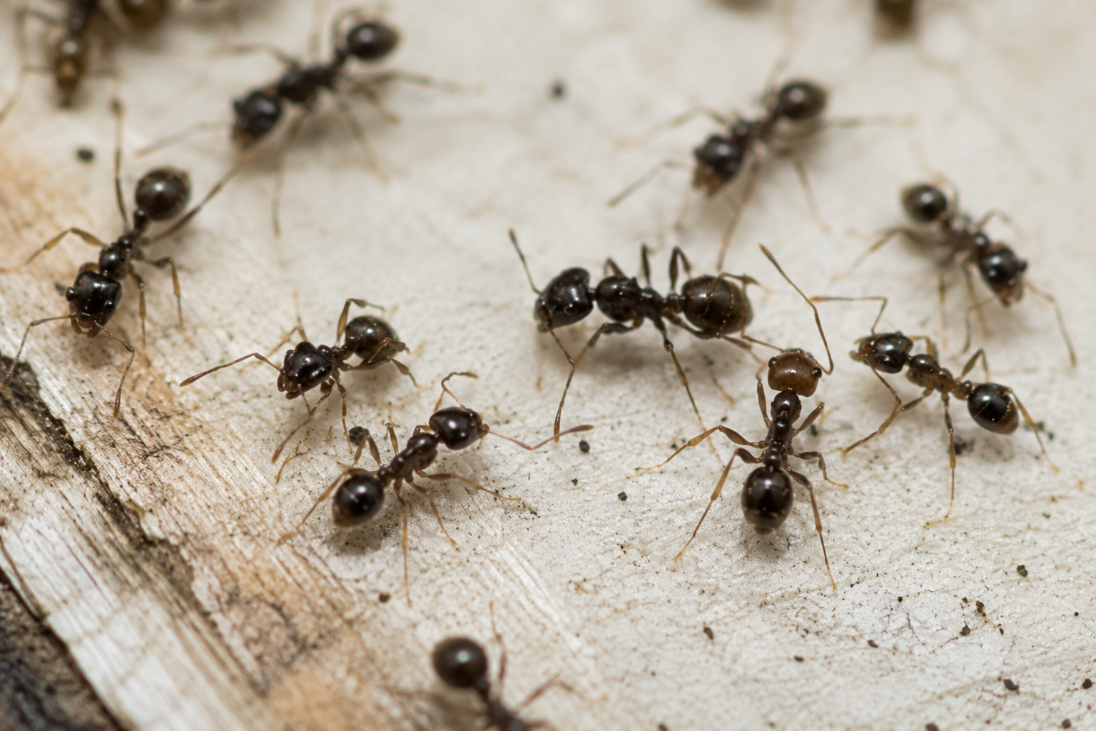 Odorous House Ants