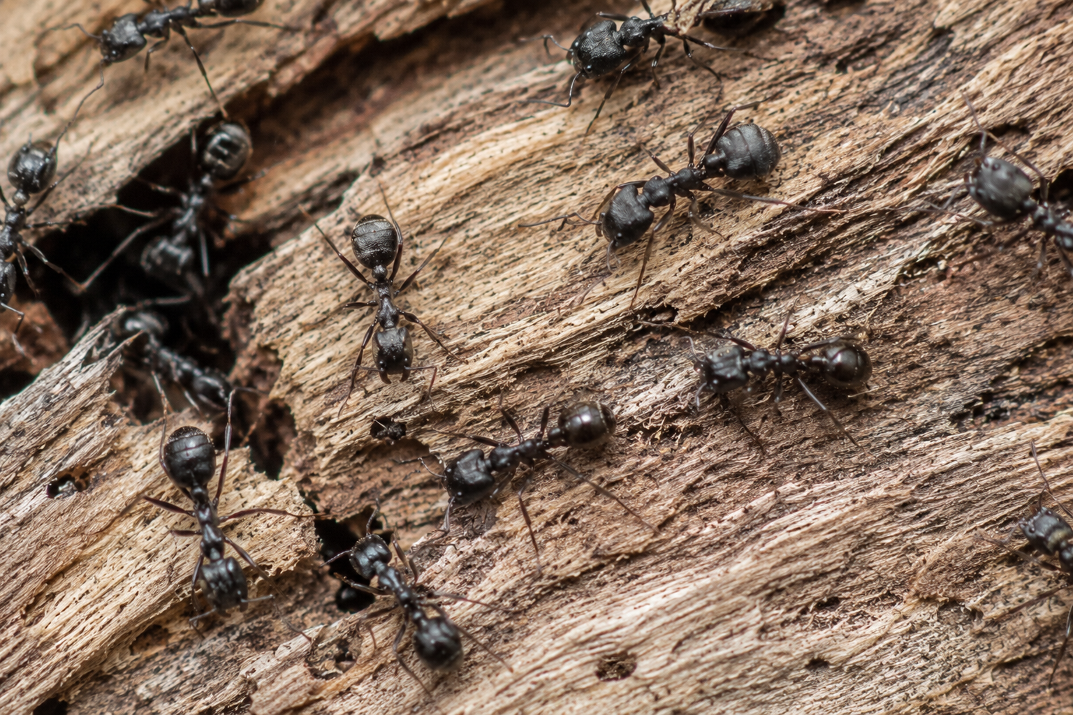 Velvety Tree Ants