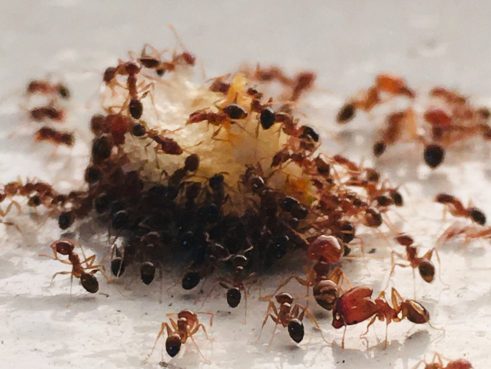 Field Ants Eating