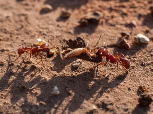 Harvester Ants Carrying Grasshopper
