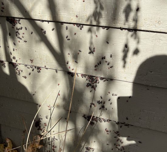 Boxelder Bugs on a Wall